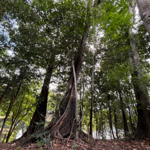 Natureimmersion