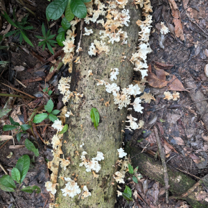 nature-_1_ (1)