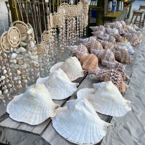 shells2